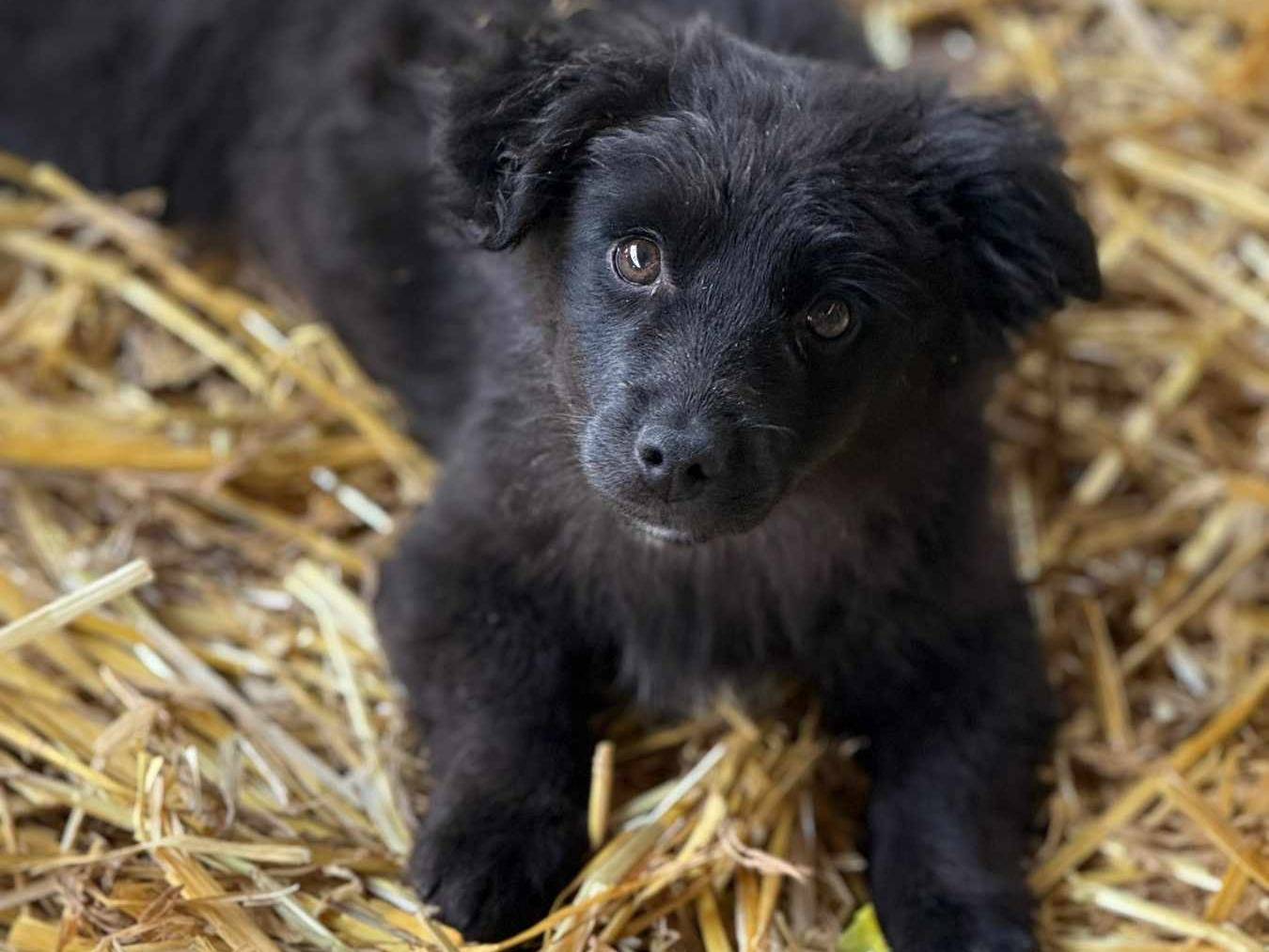 Adotta un cane, taglia piccola, femmina, Firenze