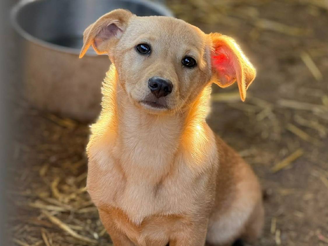 Adotta il cane V GIRLS a Firenze