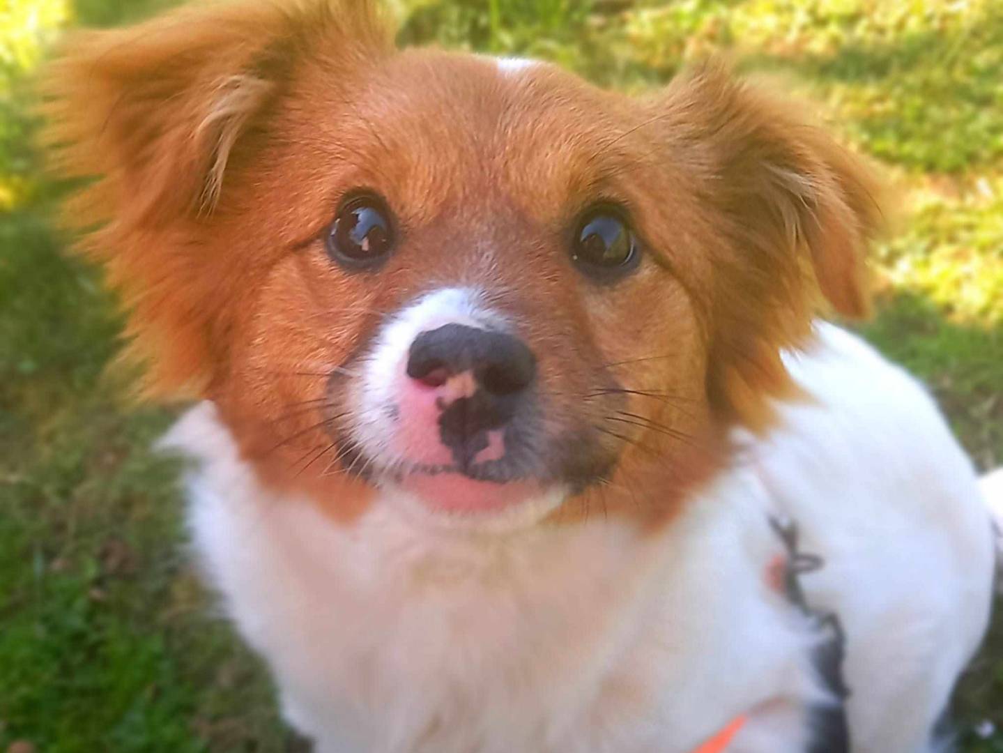 Adozione cane, femmina, Razza sconosciuta Razza sconosciuta, 4 mesi, taglia media contenuta, Firenze