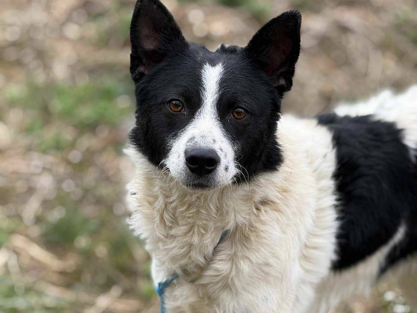 Adotta il cane WEST a Firenze