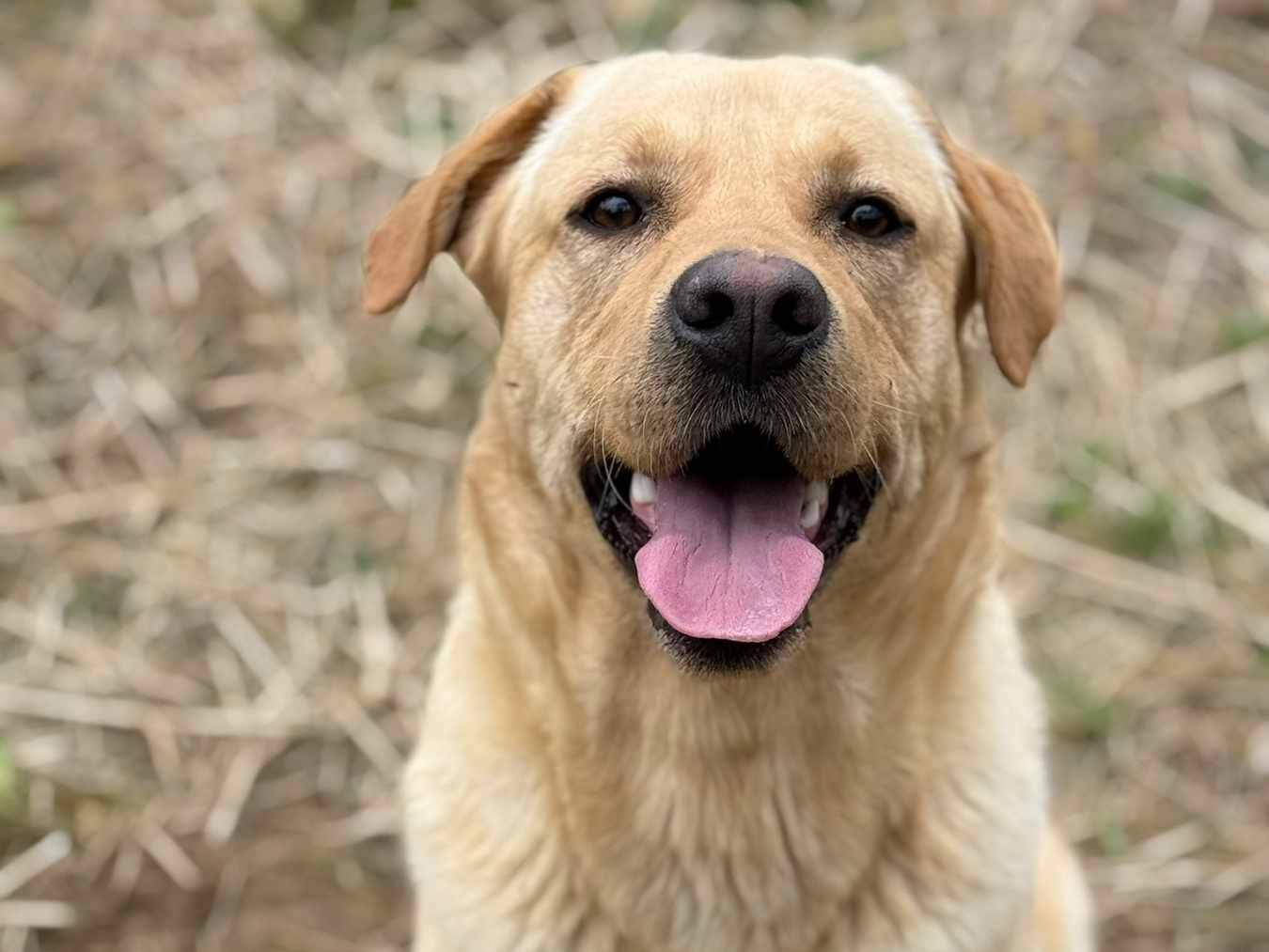 Adotta un cane, maschio, 1 anno e 8 mesi, Firenze