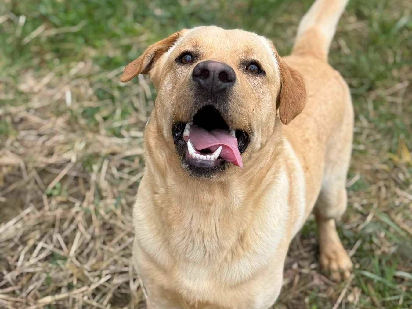 Adotta il cane RIO a Firenze