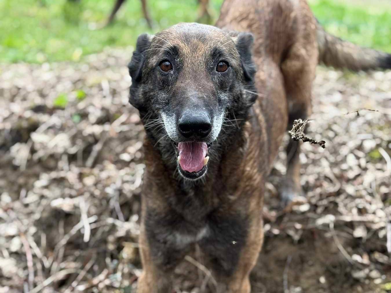 Adozione cane, femmina, Pastore Belga Malinois Razza sconosciuta, 7 anni e 2 mesi, taglia grande, Firenze