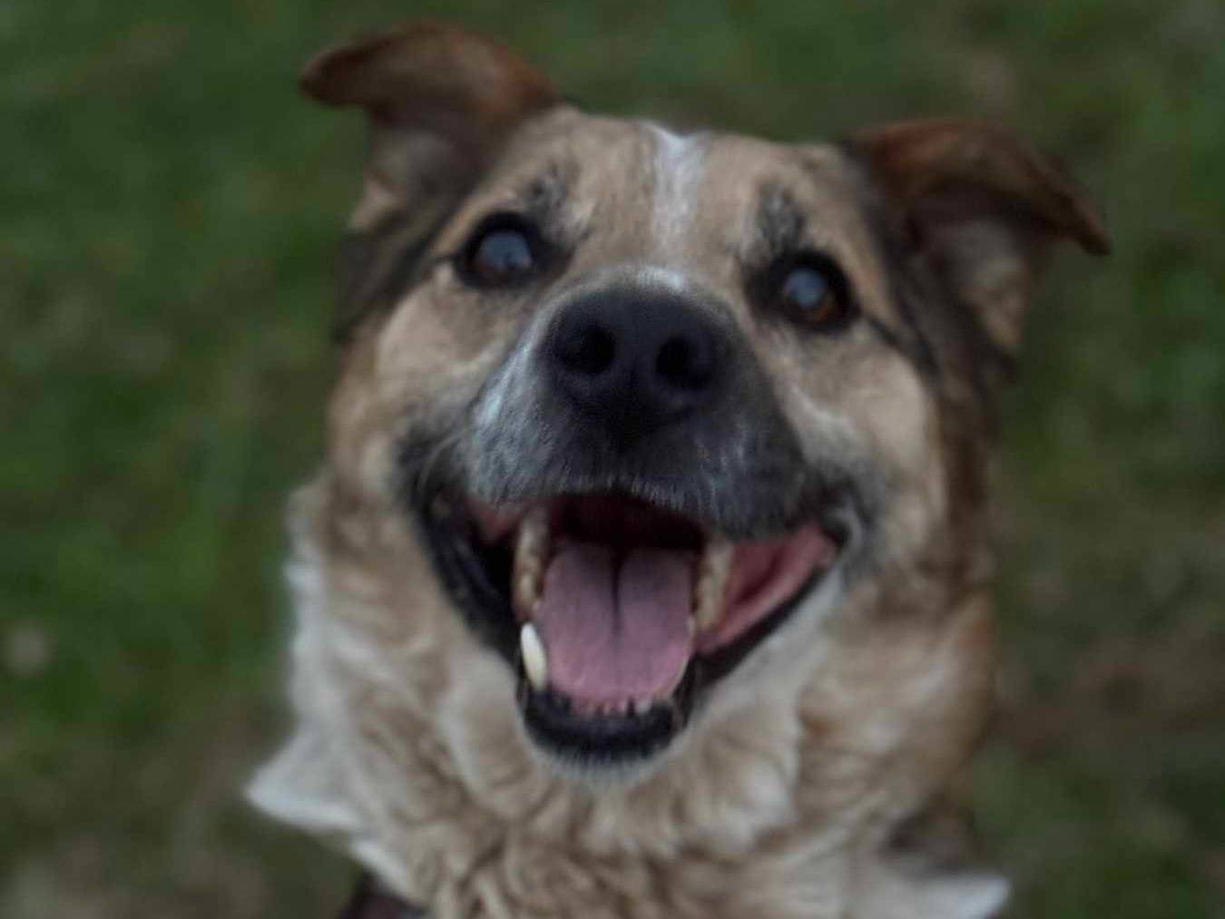 Vuoi adottare un cane a Firenze?