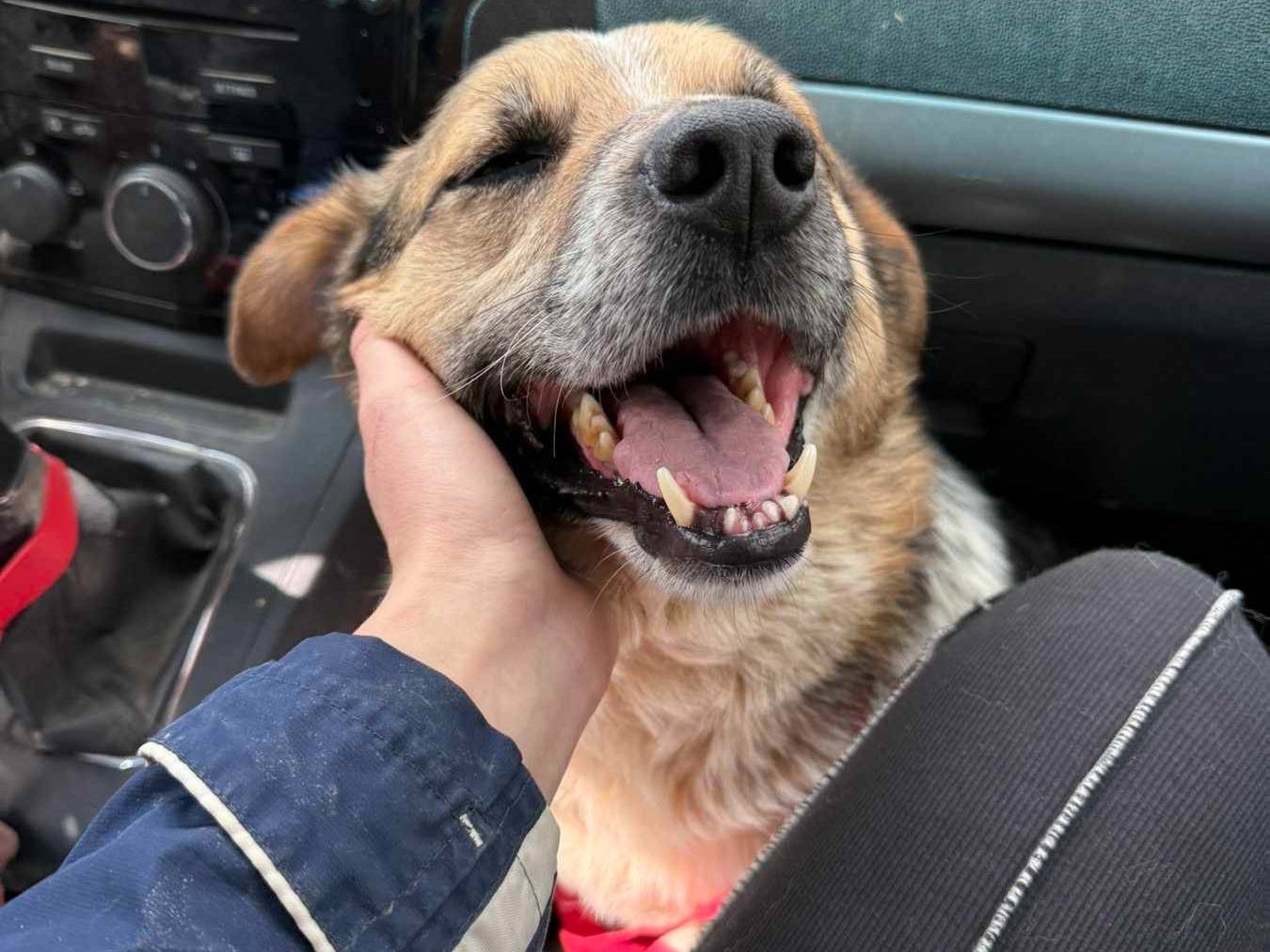 Adotta il cane KLAUS a Firenze