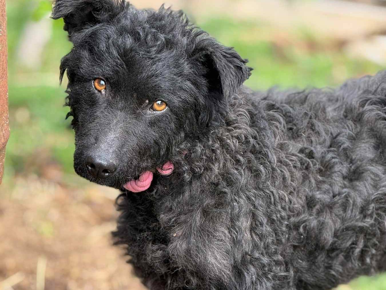 Adozione cane, maschio, Razza sconosciuta Razza sconosciuta, 11 mesi, taglia media contenuta, Firenze