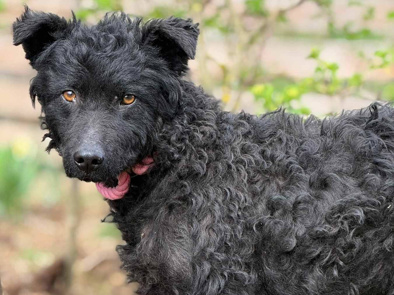 Adotta un cane, maschio, 11 mesi, Firenze