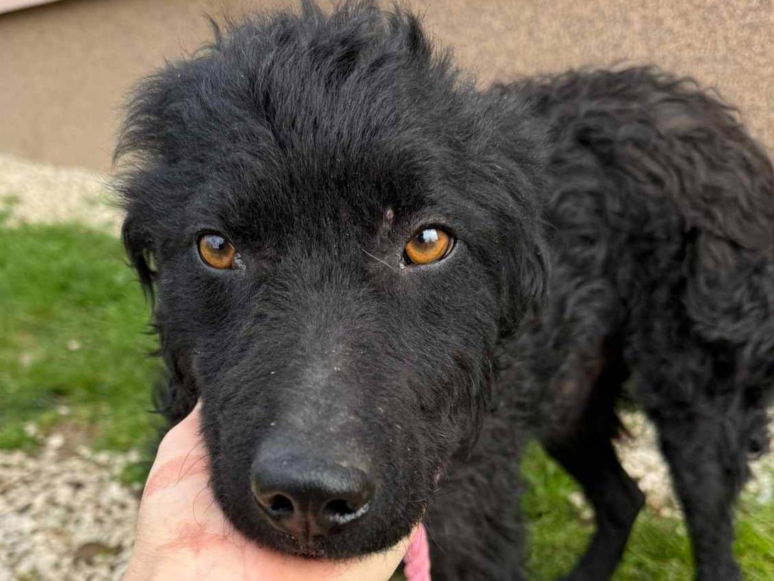 Adotta un cane, taglia media contenuta, maschio, Firenze