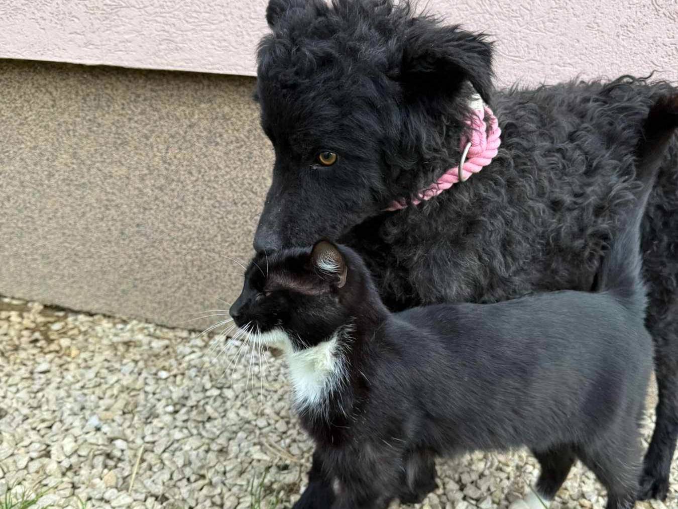 Adotta il cane DUSTIN a Firenze