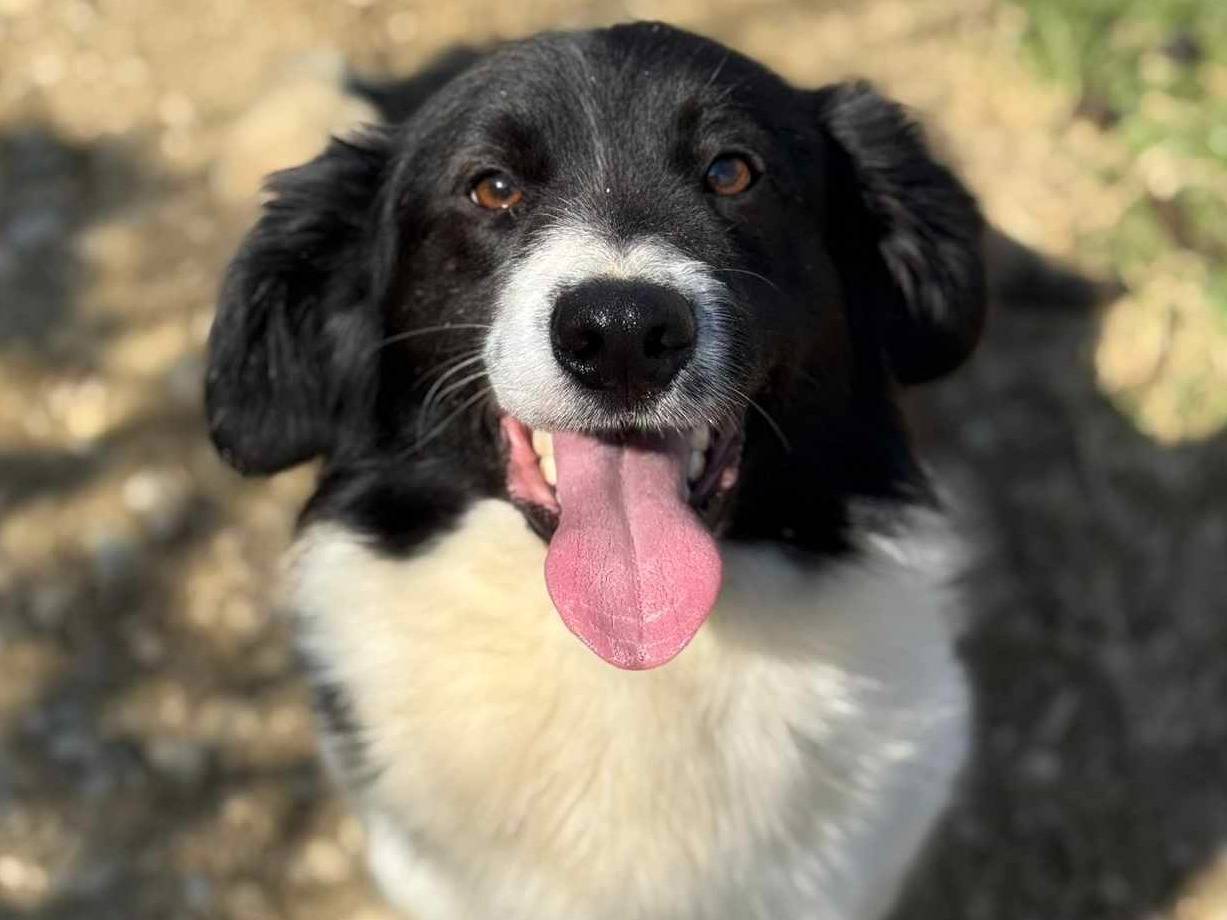 Adozione cane, maschio, Razza sconosciuta Razza sconosciuta, 2 anni e 10 mesi, taglia media contenuta, Firenze