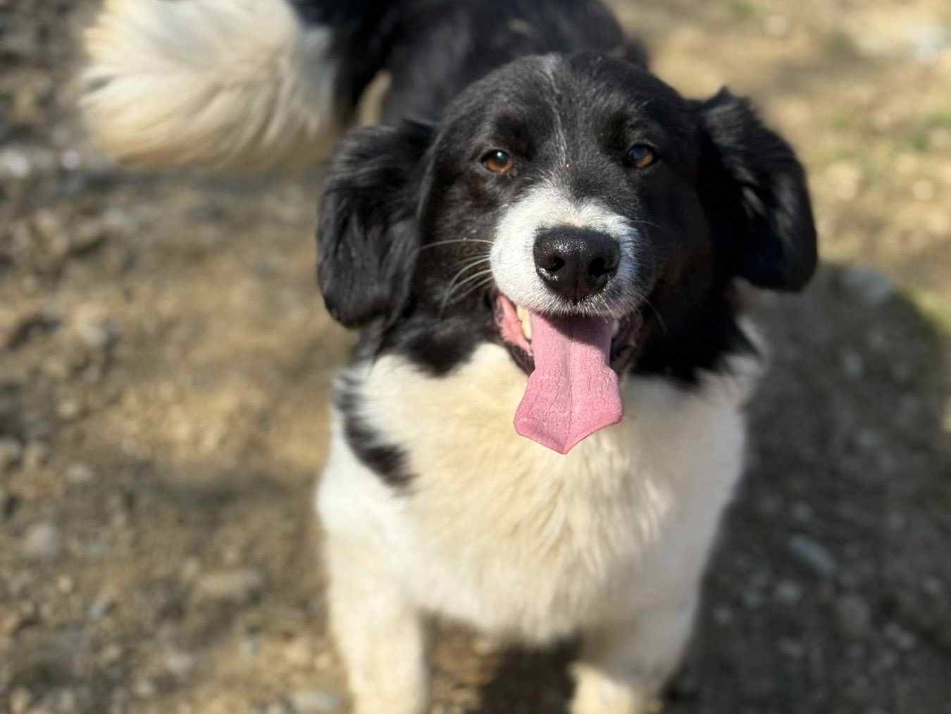 Adotta un cane, maschio, 2 anni e 10 mesi, Firenze