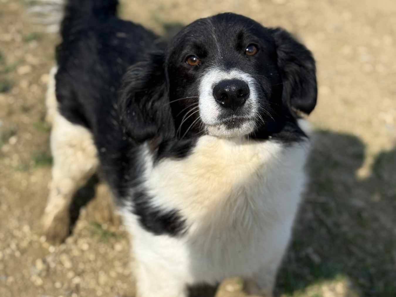 Adotta un cane, taglia media contenuta, maschio, Firenze