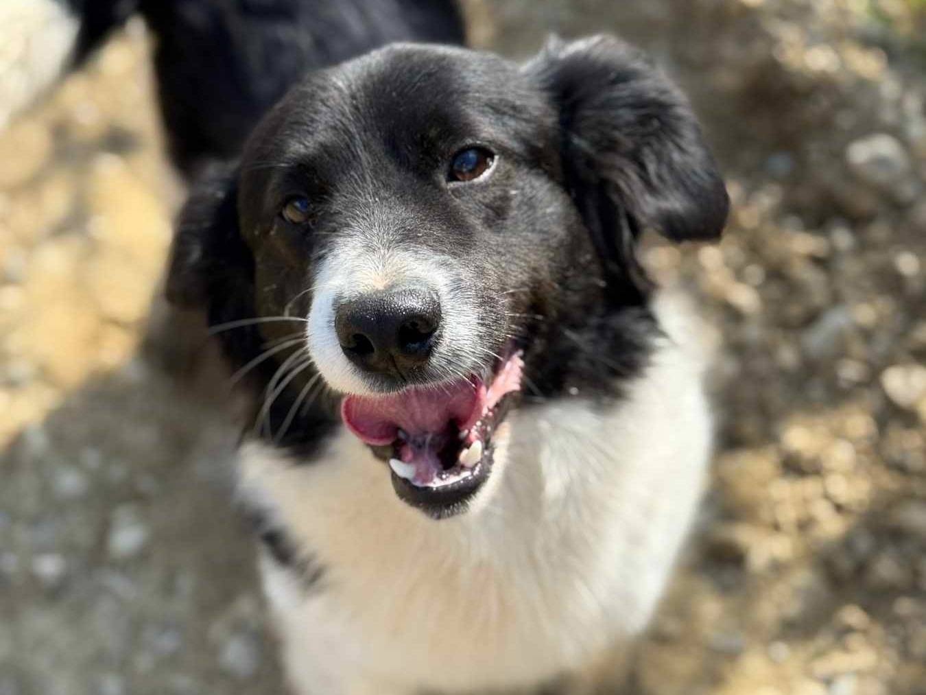 Vuoi adottare un cane a Firenze?