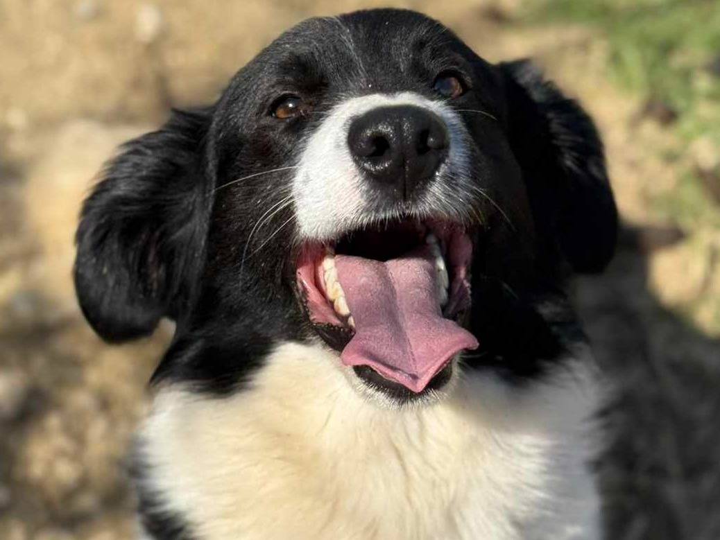 Adotta il cane PANDA a Firenze