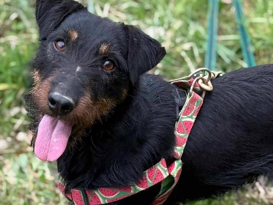 Adozione cane, maschio, Razza sconosciuta Razza sconosciuta, 3 anni, taglia piccola, Firenze