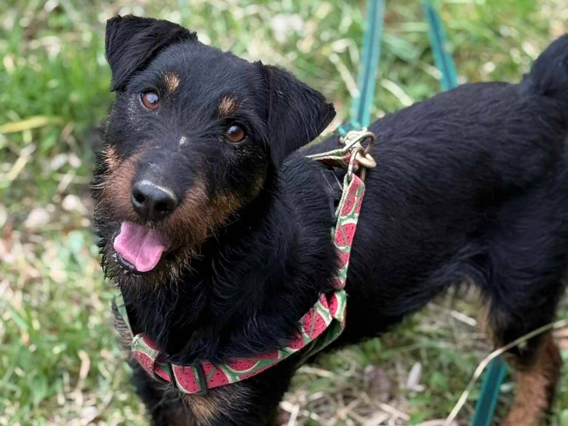 Adotta un cane, taglia piccola, maschio, Firenze