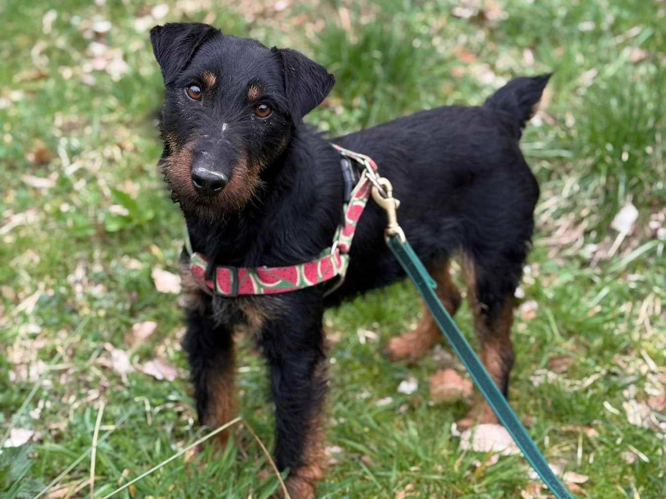 Vuoi adottare un cane a Firenze?