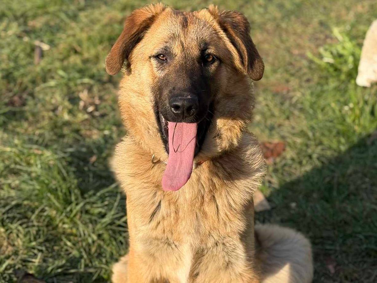 Adozione cane, femmina, Pastore tedesco Razza sconosciuta, 5 mesi, taglia grande, Firenze