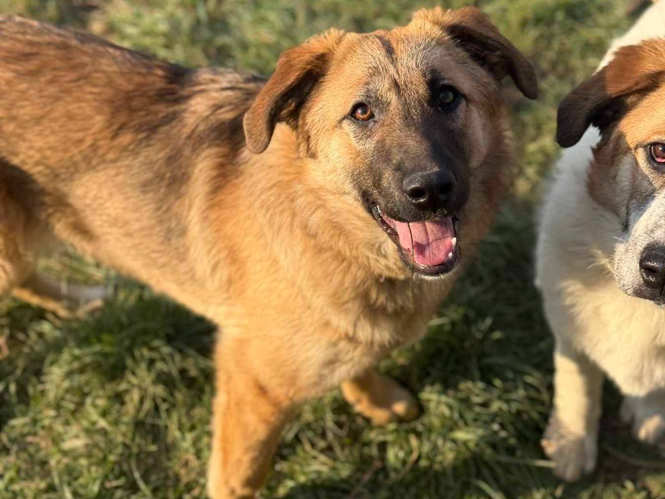 Adotta un cane, femmina, 5 mesi, Firenze