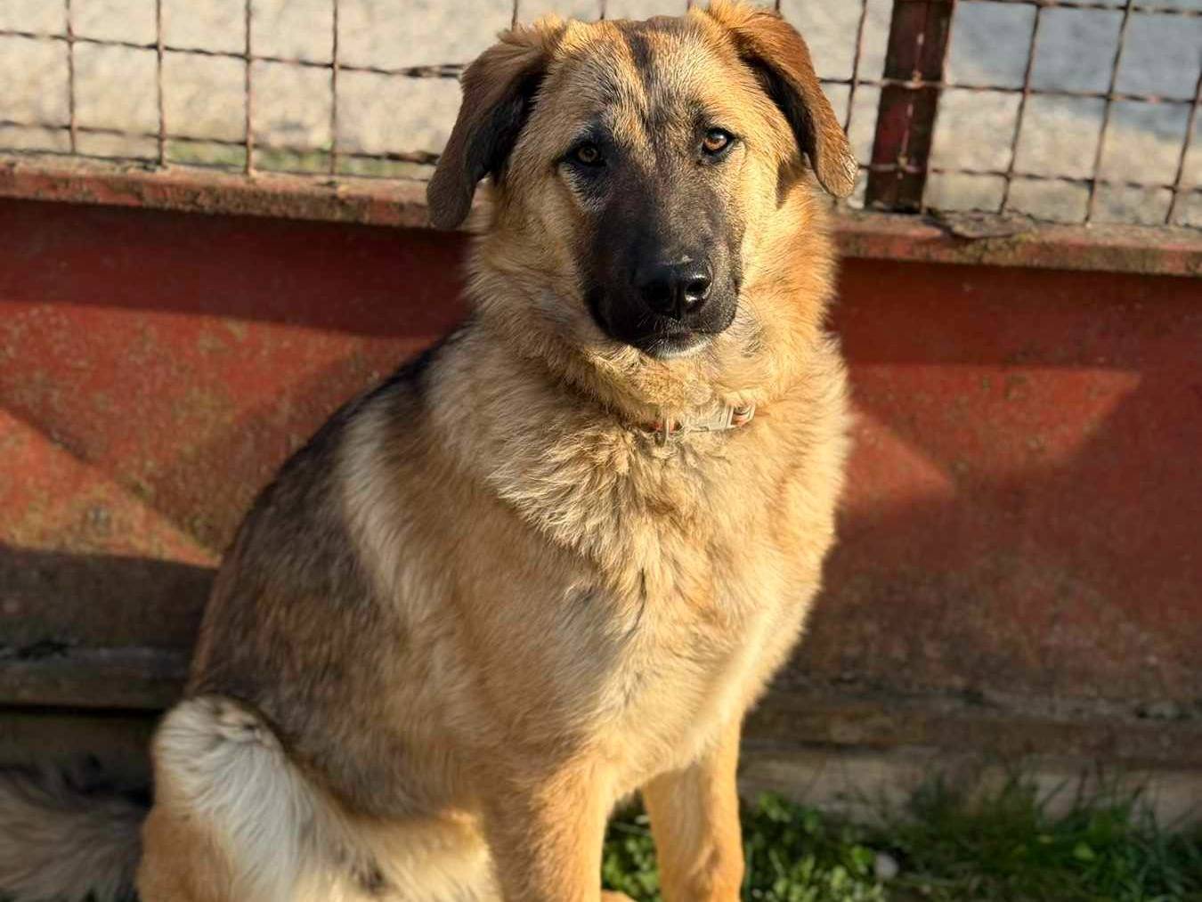 Adotta un cane, taglia grande, femmina, Firenze