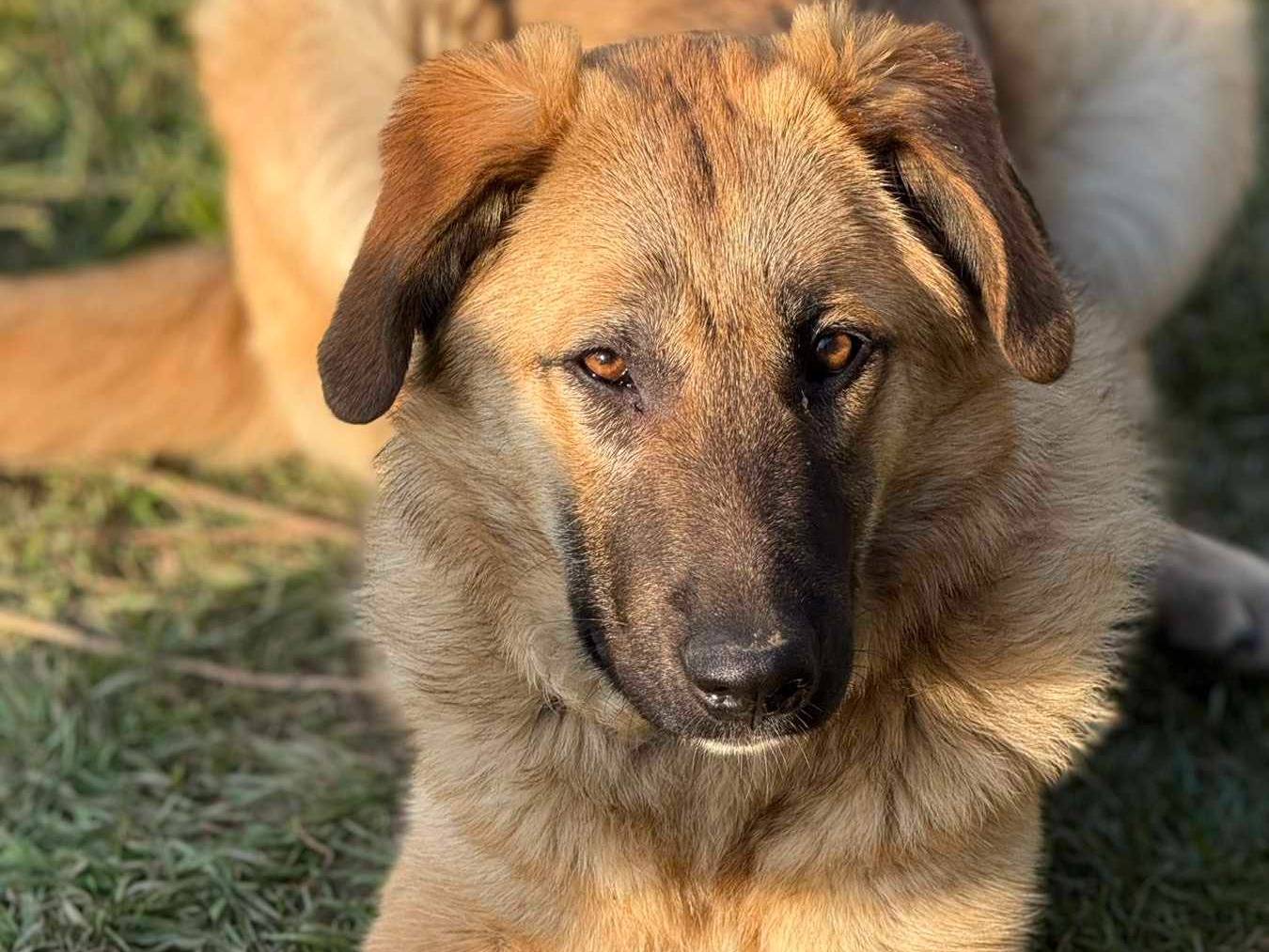 Vuoi adottare un cane a Firenze?