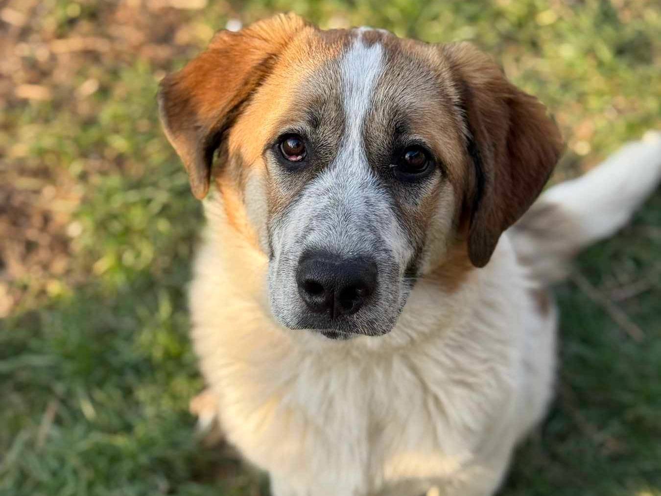 Adozione cane, maschio, Pastore tedesco Razza sconosciuta, 6 mesi, taglia grande, Firenze