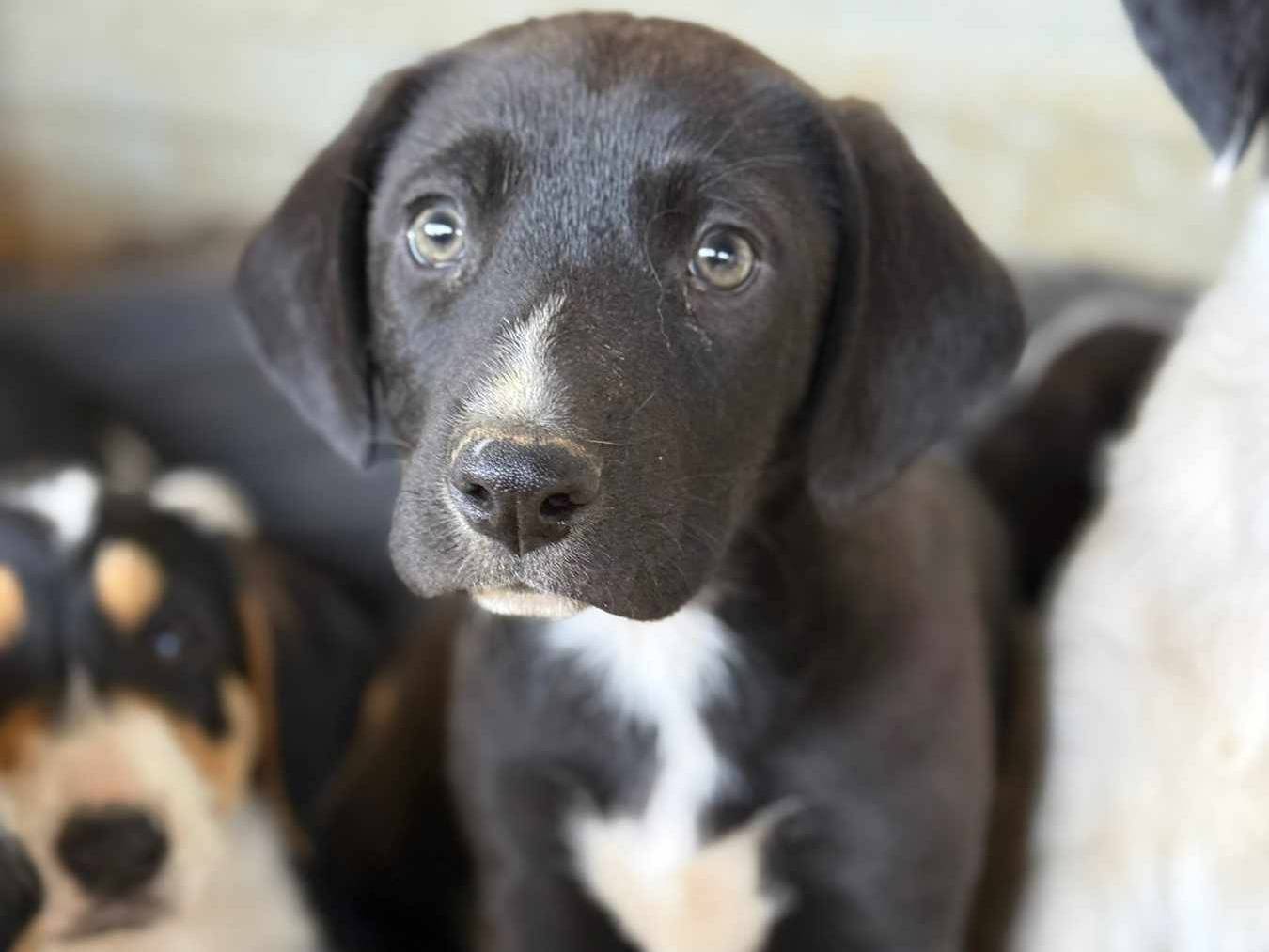 Adozione cane, maschio, Razza sconosciuta Razza sconosciuta, 2 mesi, taglia media, Firenze