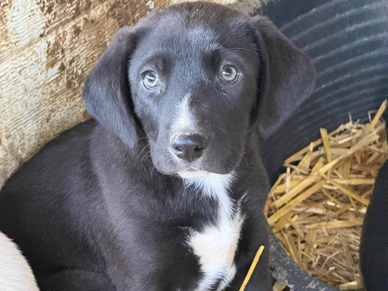 Adotta un cane, maschio, 2 mesi, Firenze