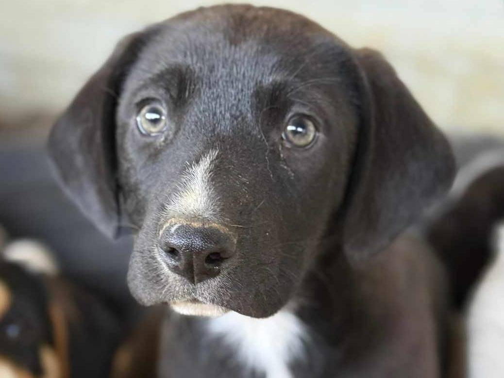 Adotta un cane, taglia media, maschio, Firenze