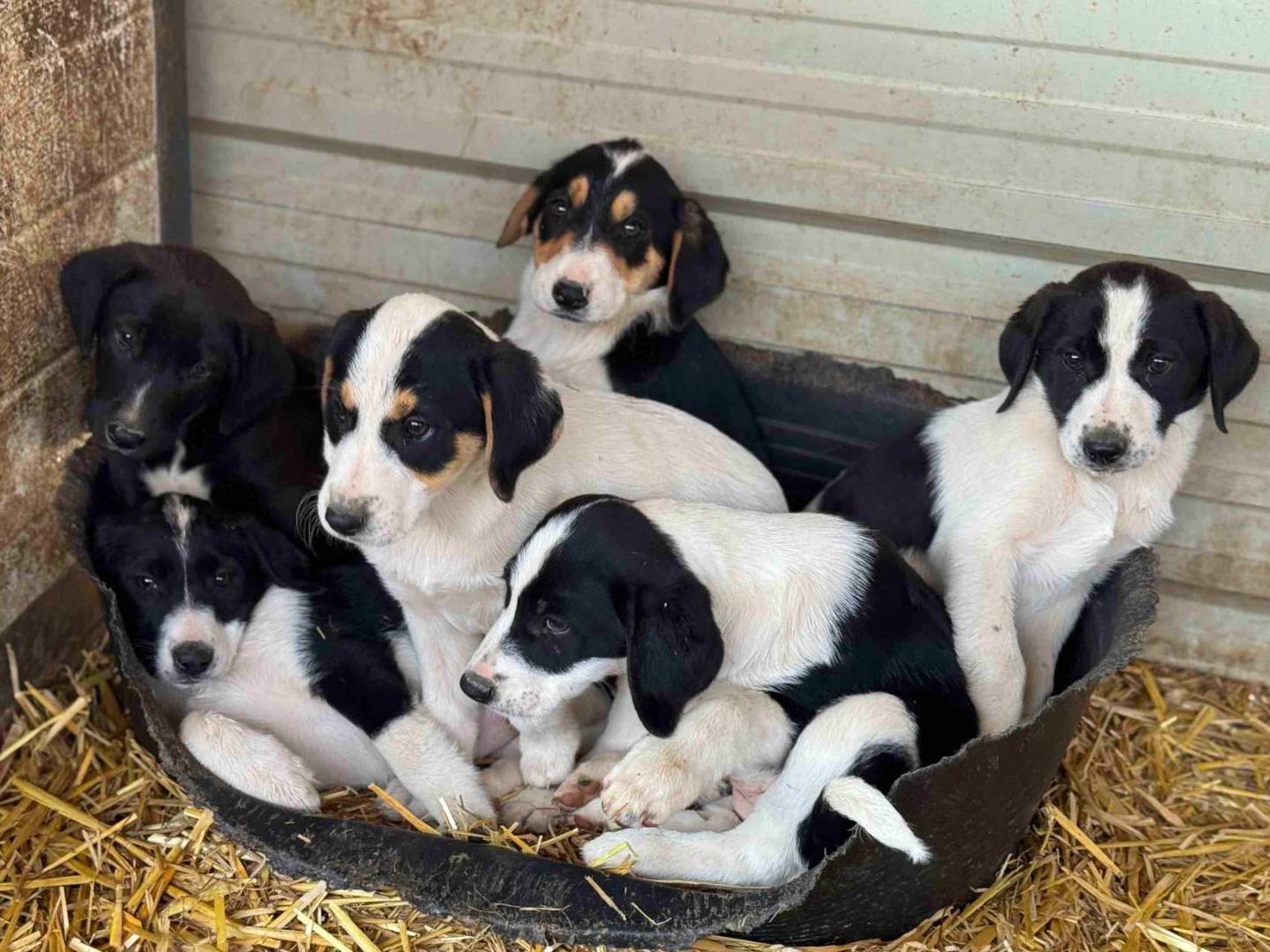 Adotta un cane, femmina, 2 mesi, Firenze