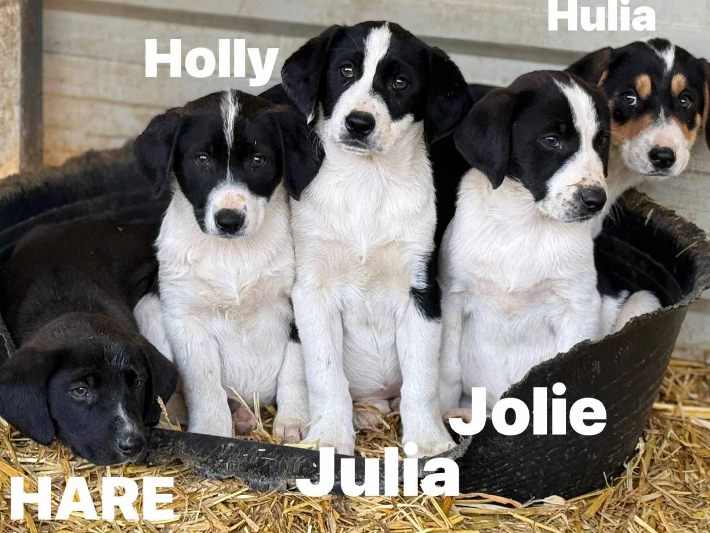 Adotta un cane, taglia media, femmina, Firenze