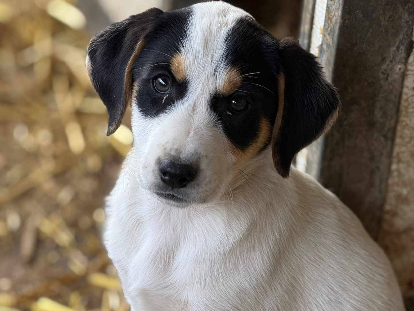 Vuoi adottare un cane a Firenze?