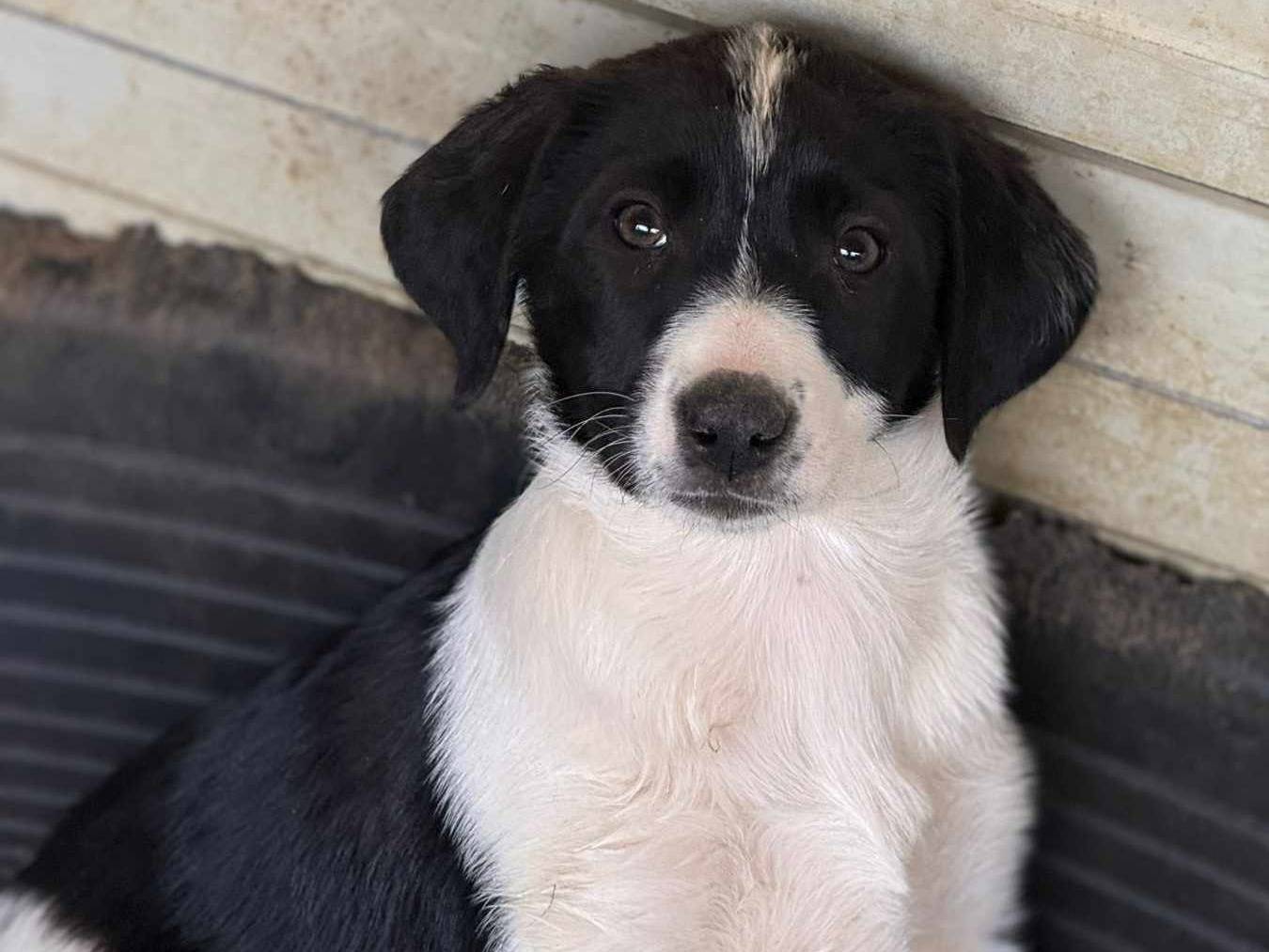Adotta il cane CINQUE DOLCI CUCCIOLETTE  a Firenze