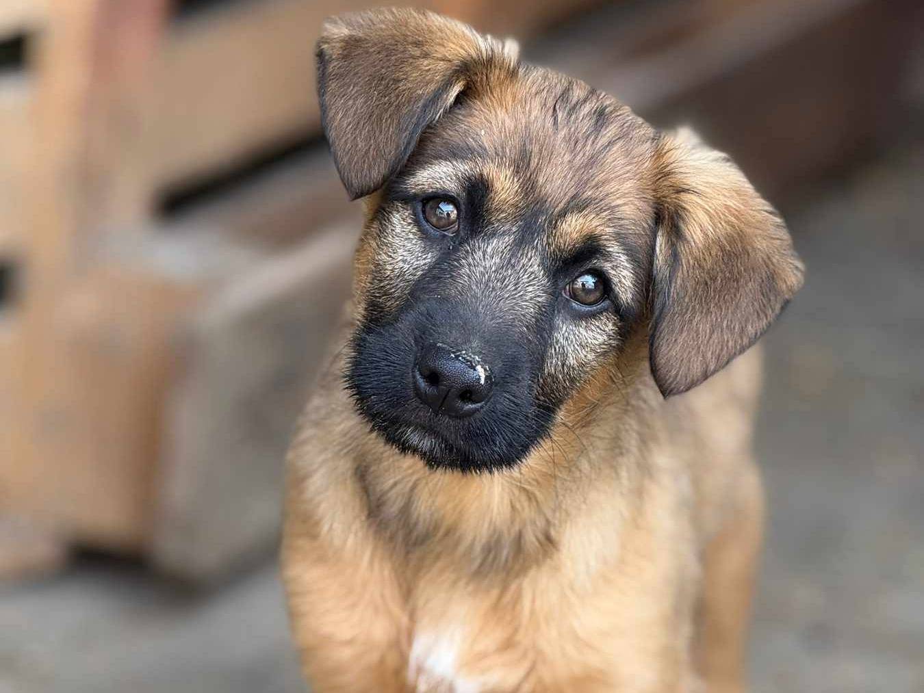 Adozione cane, maschio, Razza sconosciuta Razza sconosciuta, 3 mesi, taglia media, Firenze