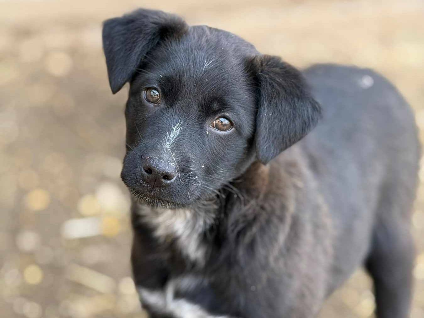 Adotta un cane, maschio, 3 mesi, Firenze