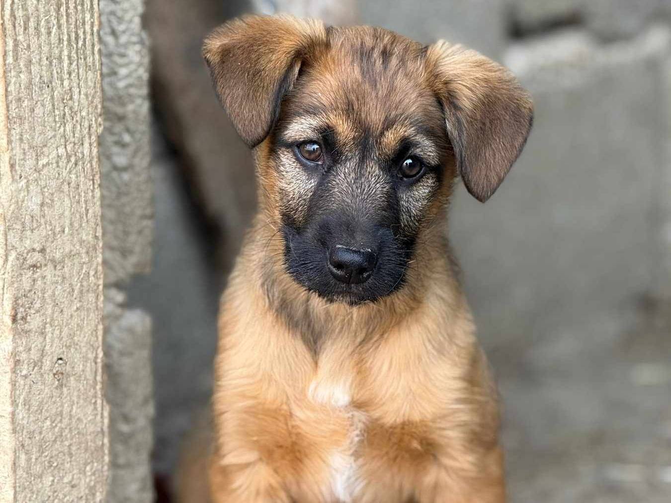 Adotta un cane, taglia media, maschio, Firenze