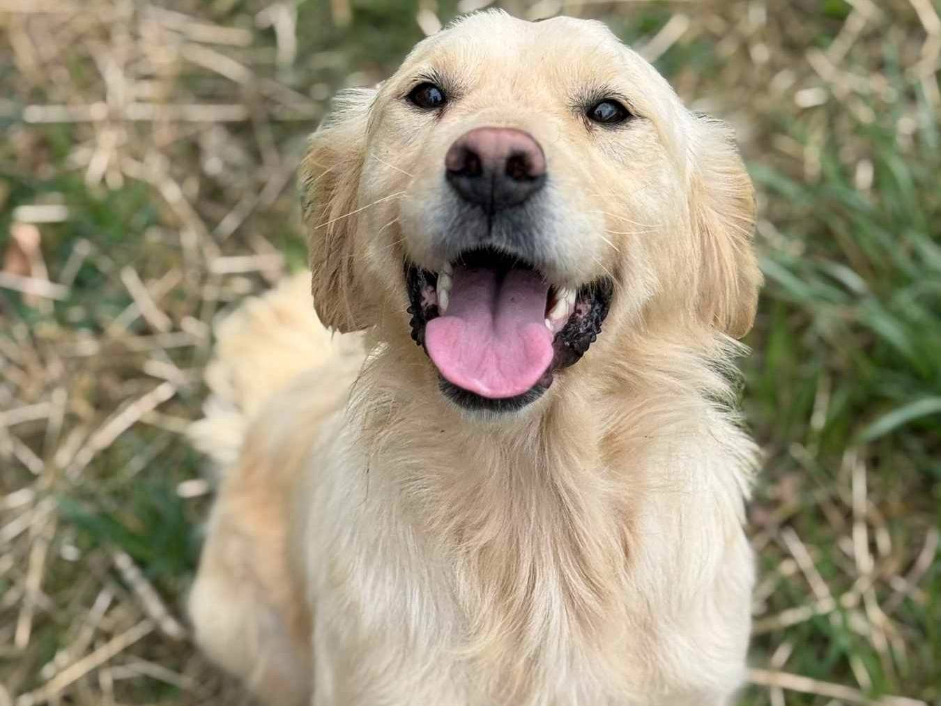 Adozione cane, femmina, Golden Retriever Razza sconosciuta, 3 anni, taglia media, Firenze