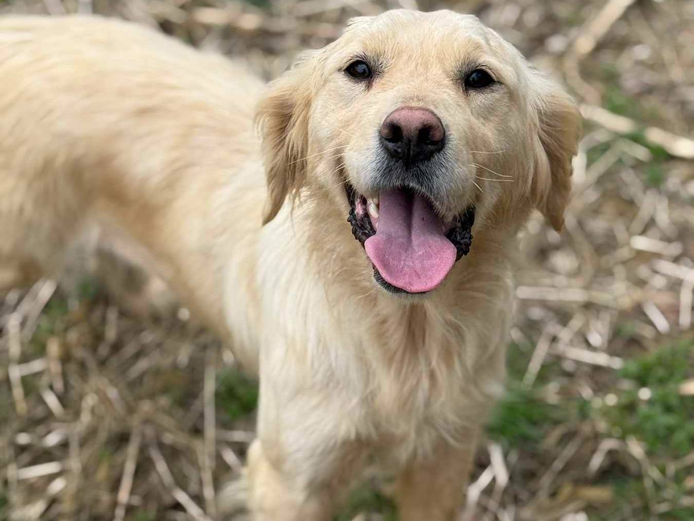 Adotta un cane, femmina, 3 anni, Firenze