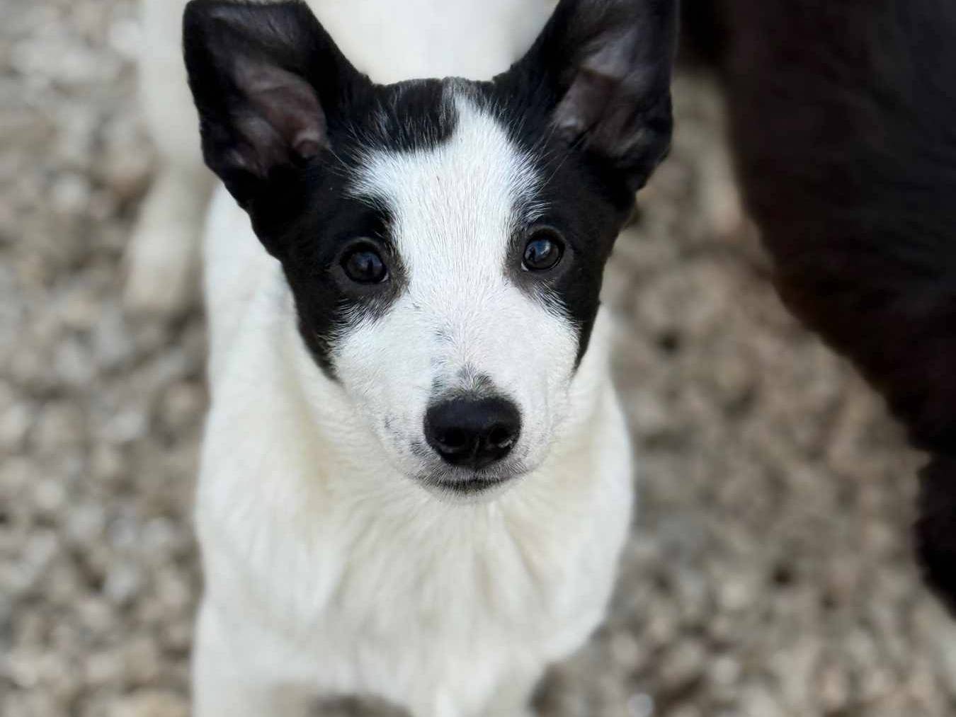Adozione cane, maschio, Border Collie Razza sconosciuta, 3 mesi, taglia media contenuta, Firenze