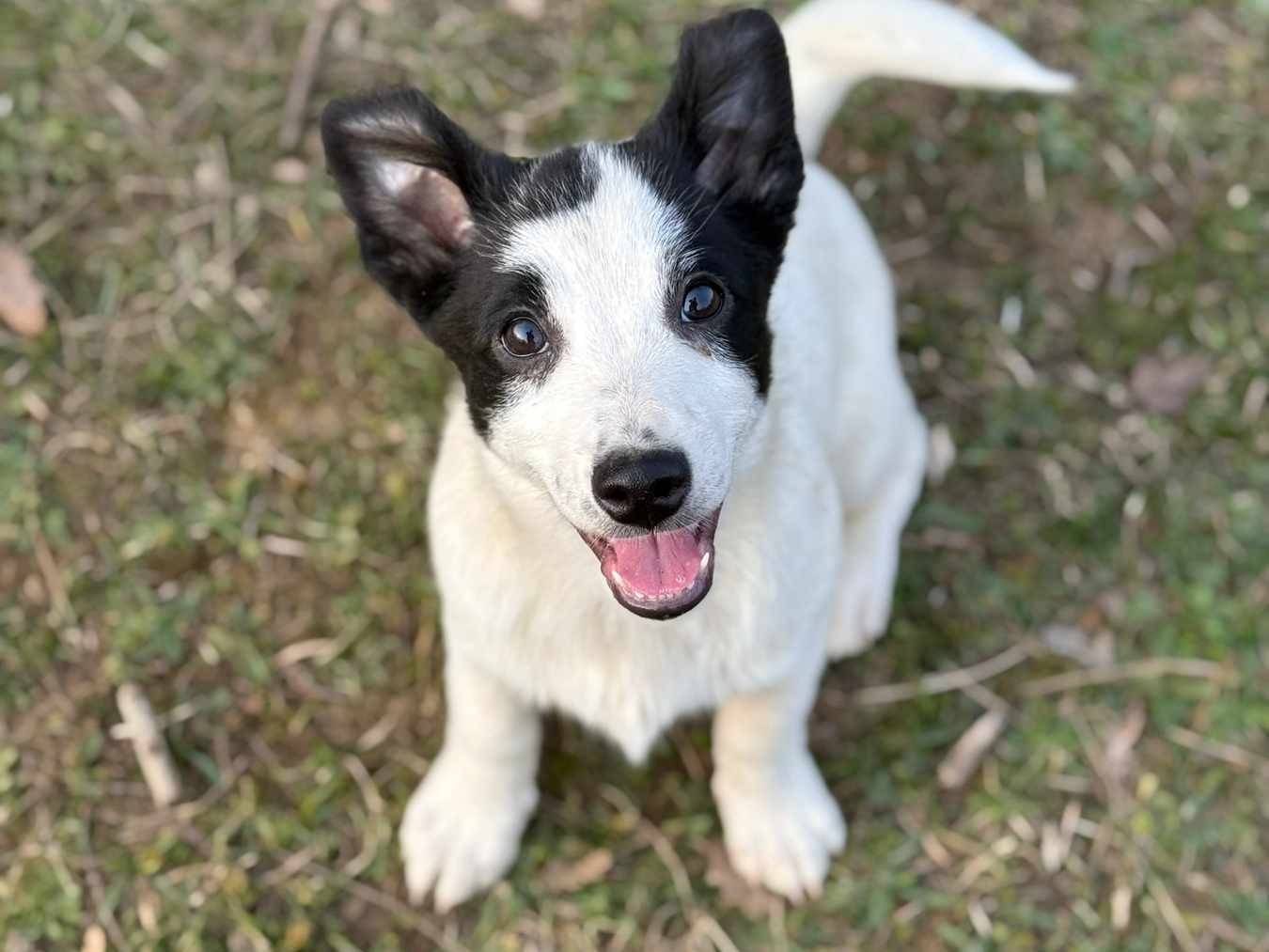 Adotta un cane, maschio, 3 mesi, Firenze
