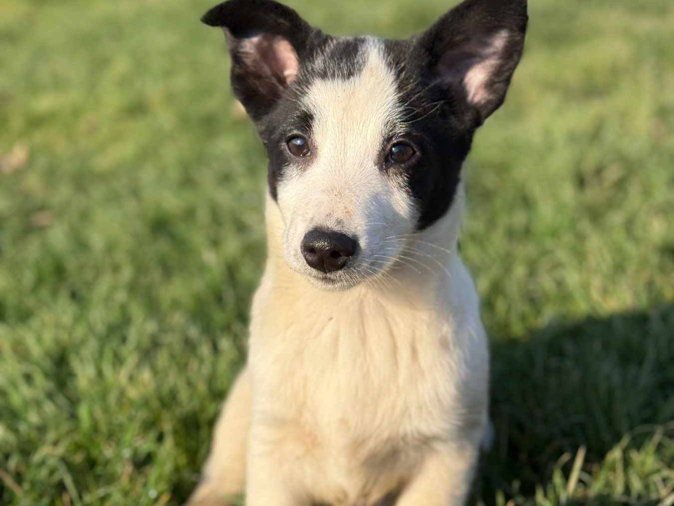 Adotta un cane, taglia media contenuta, maschio, Firenze