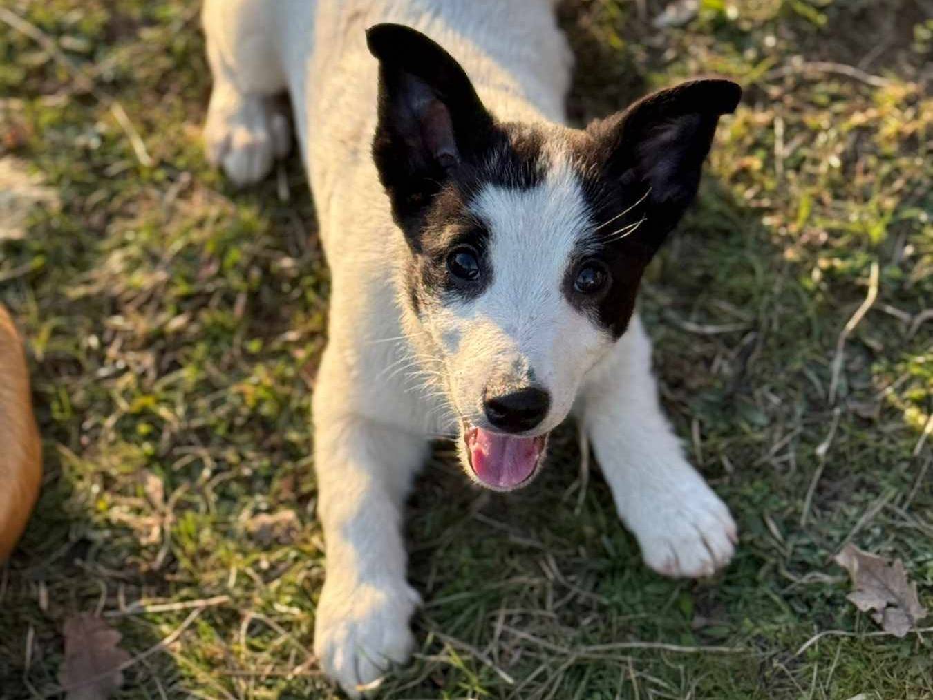Vuoi adottare un cane a Firenze?