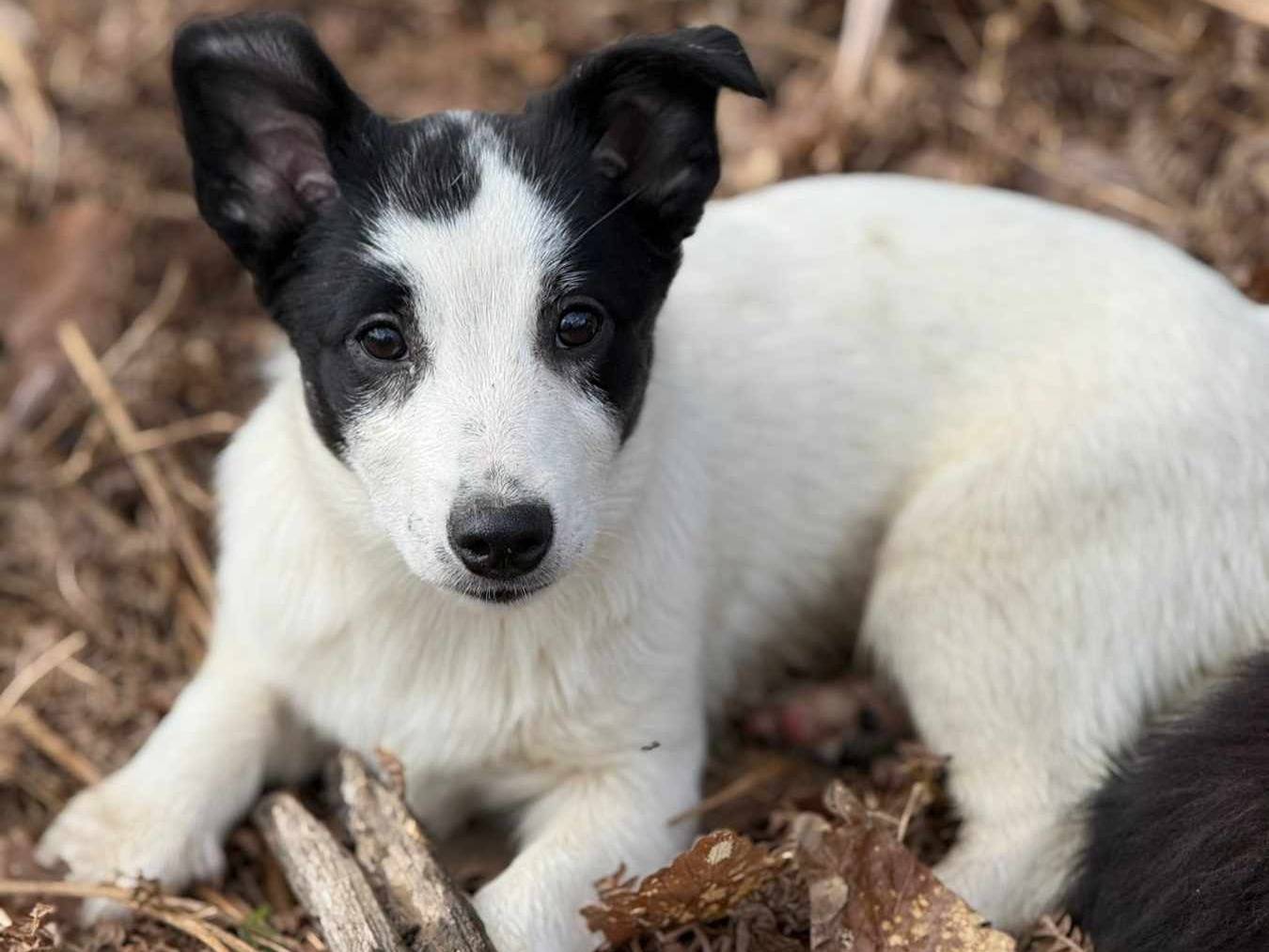 Adotta il cane DIEGO a Firenze