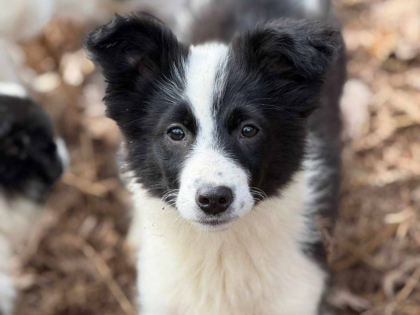 Adozione cane, femmina, Border Collie Razza sconosciuta, 3 mesi, taglia media contenuta, Firenze
