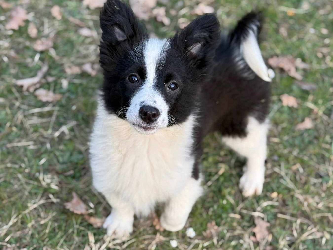 Adotta un cane, femmina, 3 mesi, Firenze