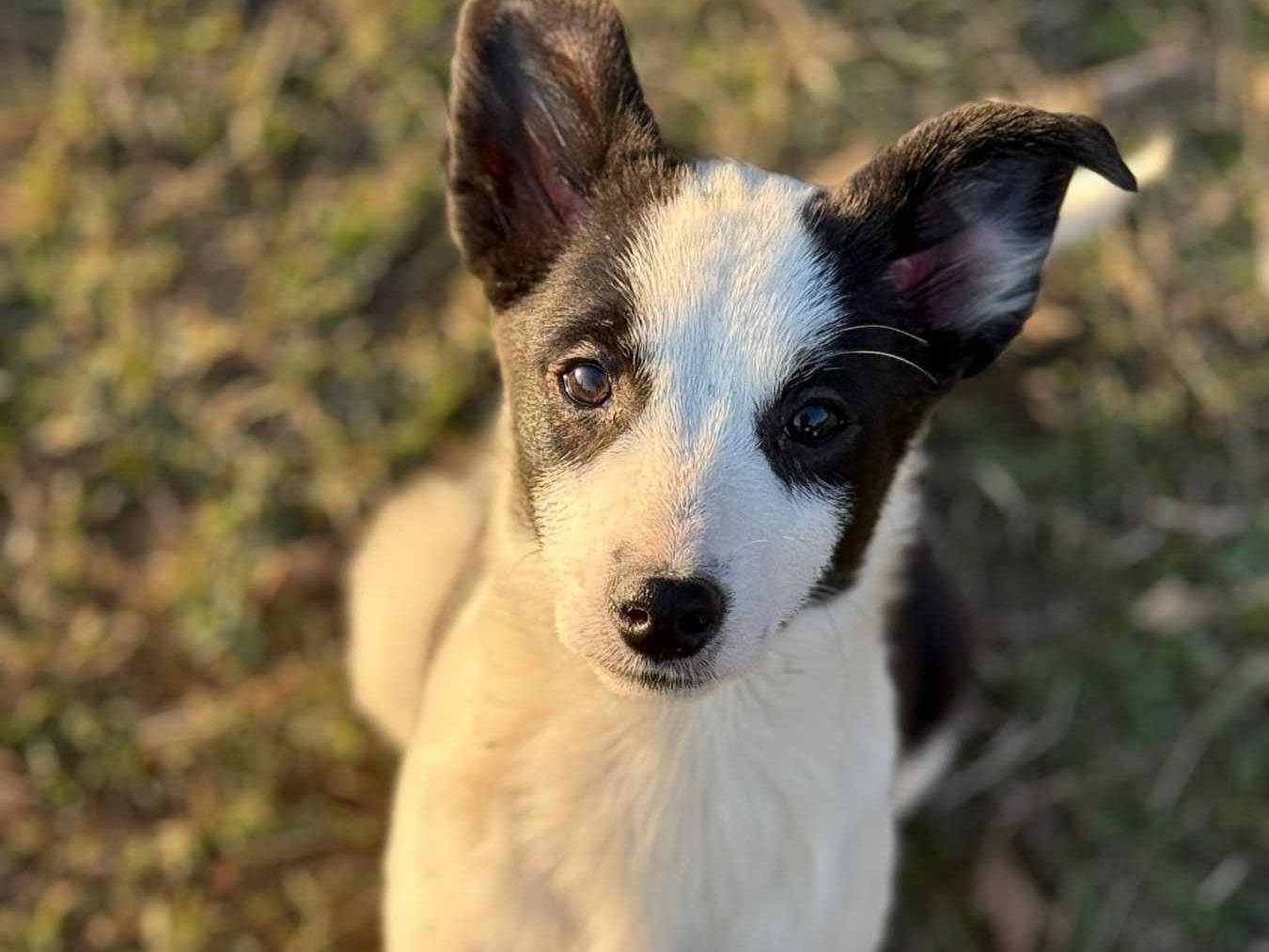 Adotta un cane, taglia media contenuta, femmina, Firenze