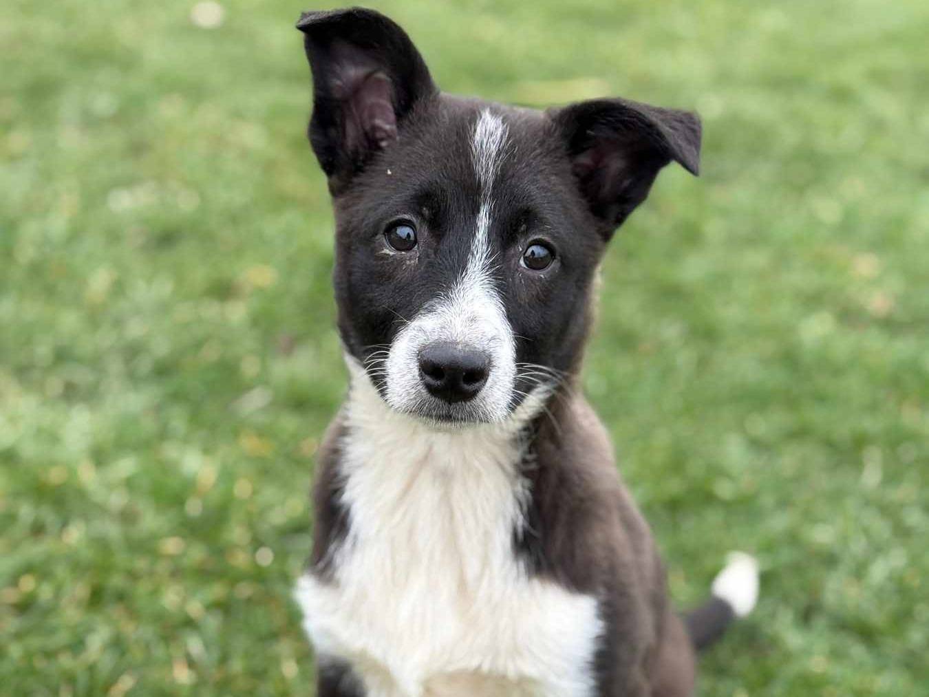 Vuoi adottare un cane a Firenze?