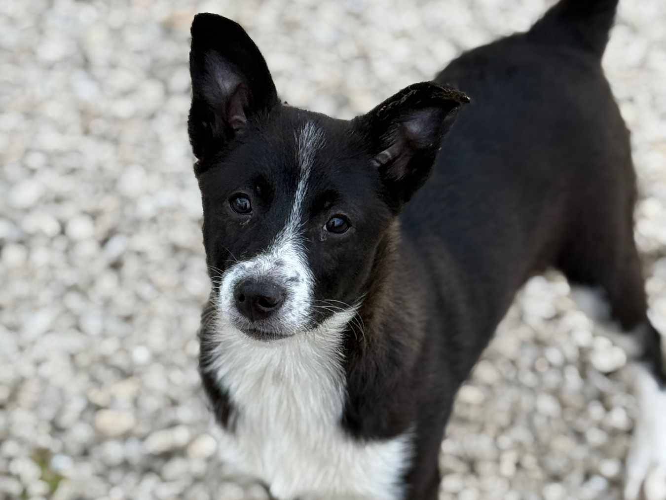 Adotta il cane DIANA DORA e DALIA a Firenze