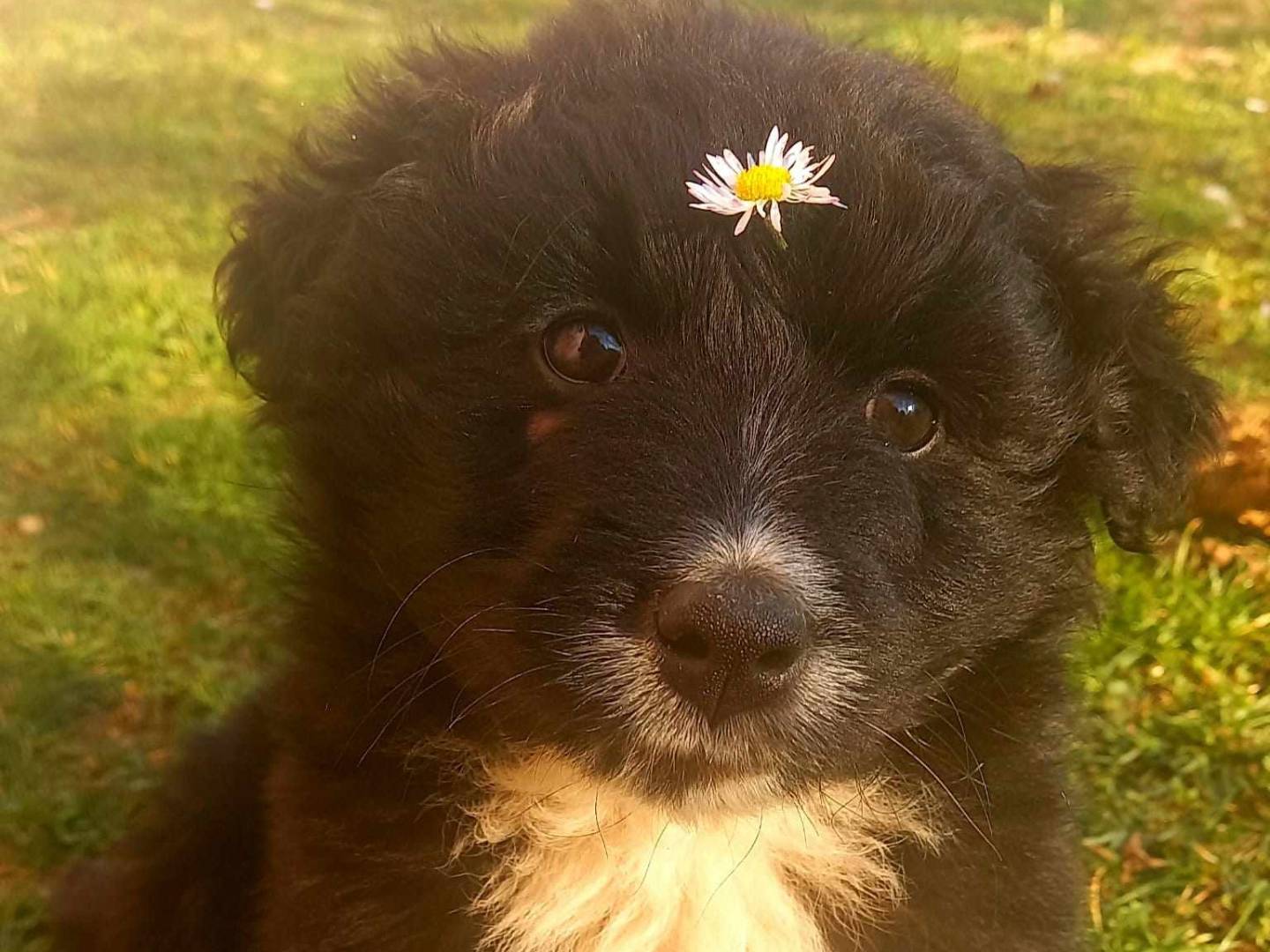 Adozione cane, maschio, Razza sconosciuta Razza sconosciuta, 2 mesi, taglia media contenuta, Firenze