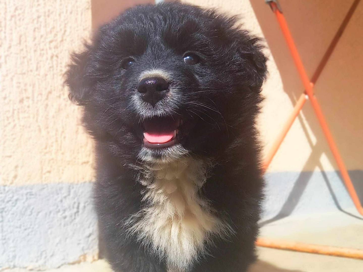 Adotta un cane, maschio, 2 mesi, Firenze